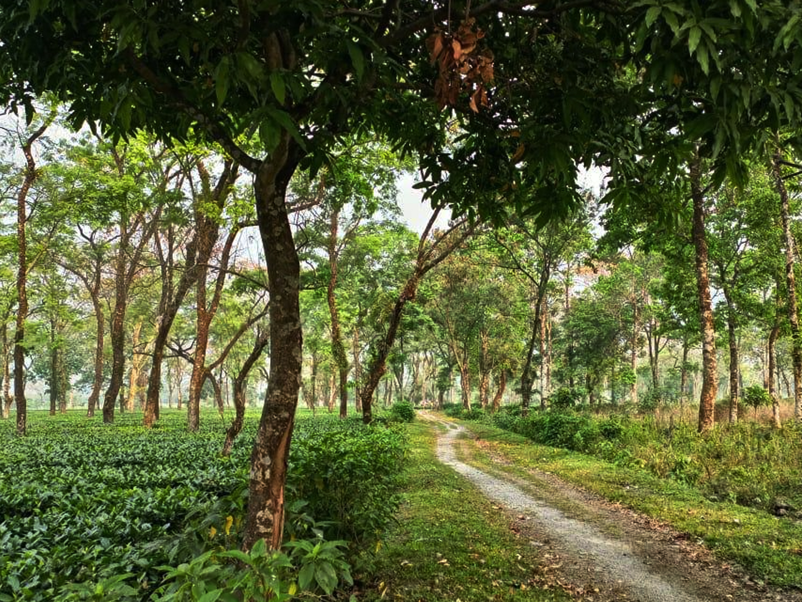 Tea Garden Trails
